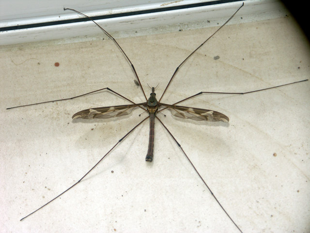 Tipula maxima - Copyright Hugues Mouret